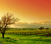 Barossa Valley